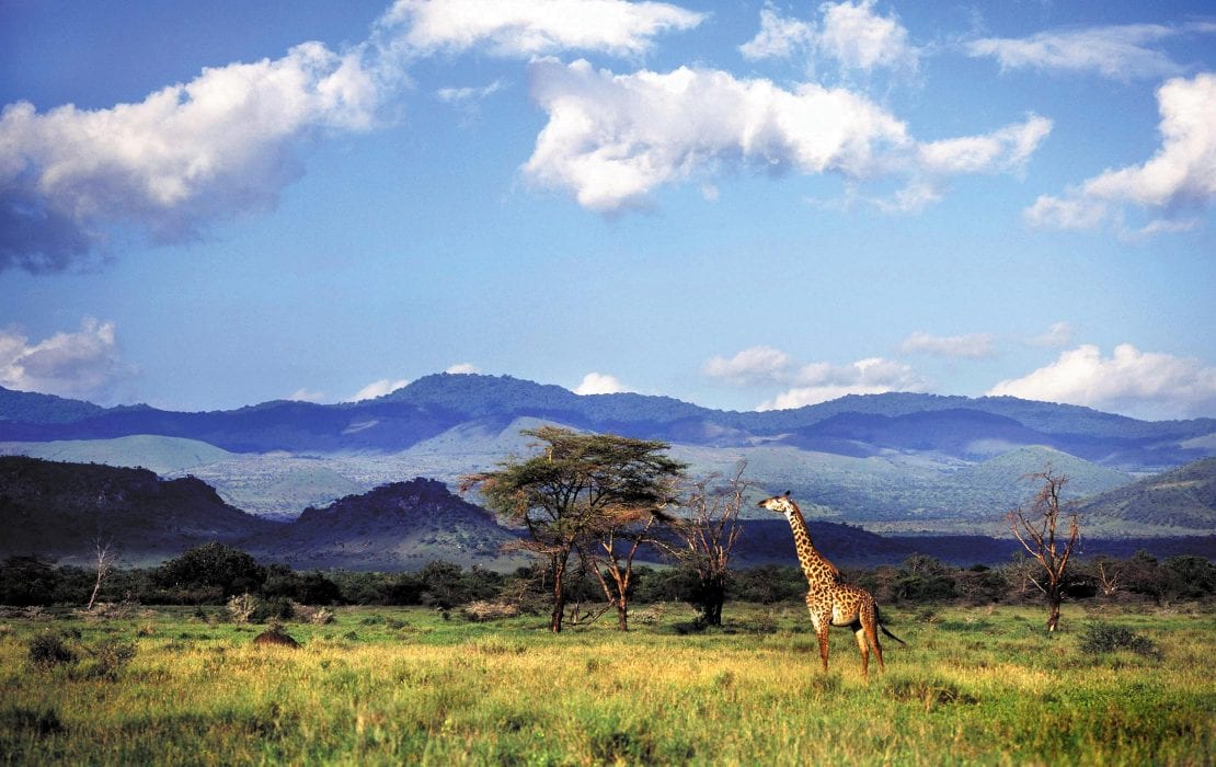 Chyulu Hills Cloud Forest